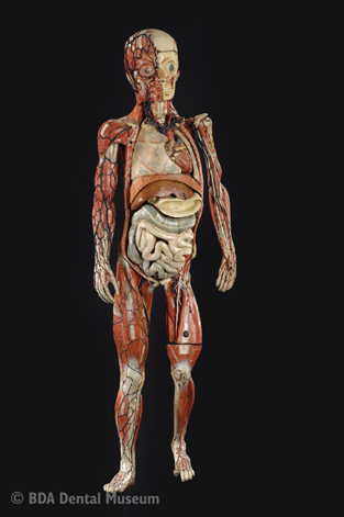 Image of anatomical model